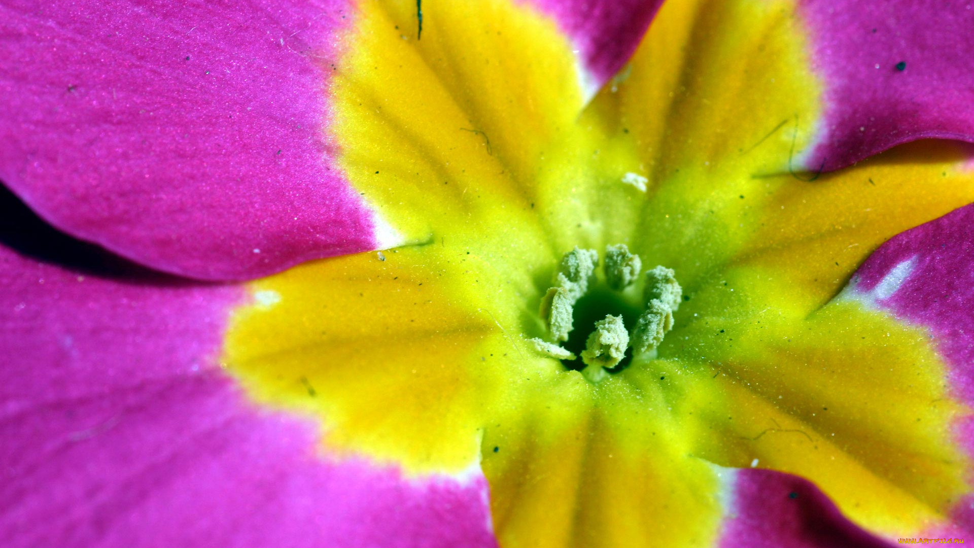 цветы, примулы