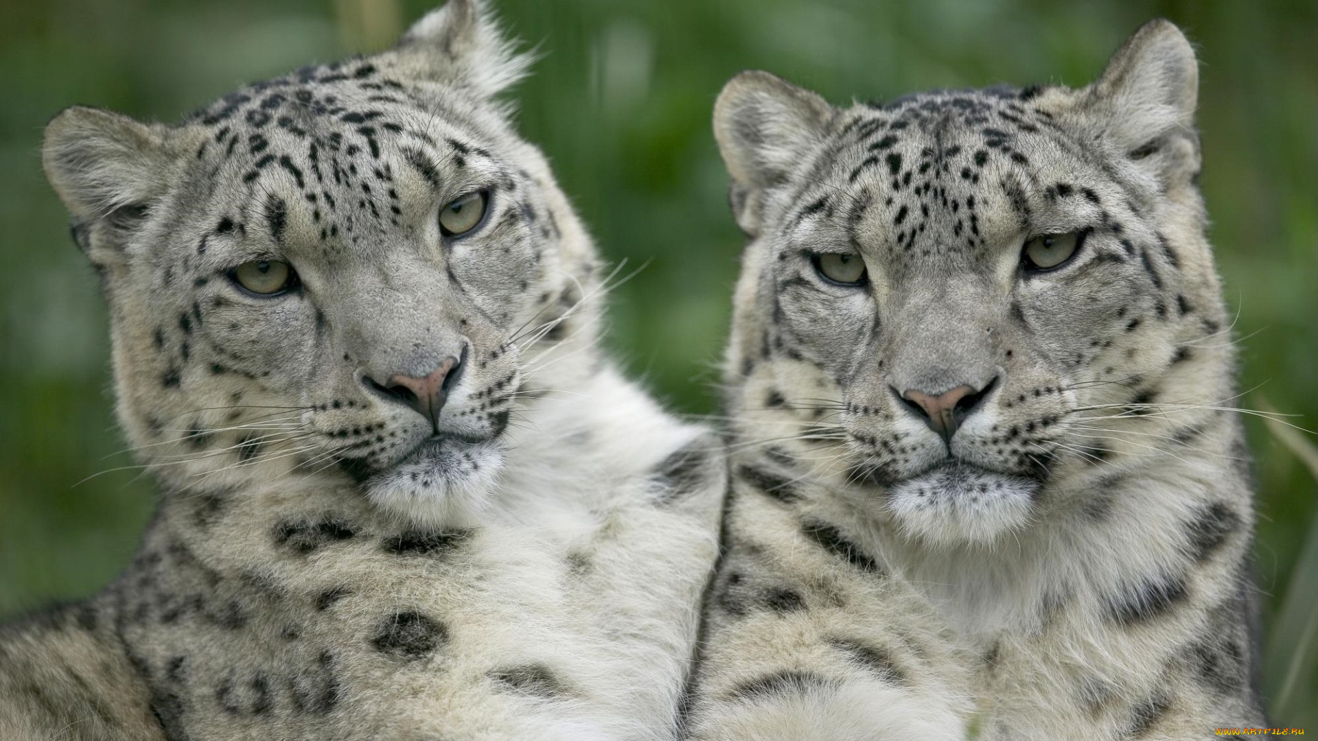 snow, leopard, pair, животные, снежный, барс, ирбис