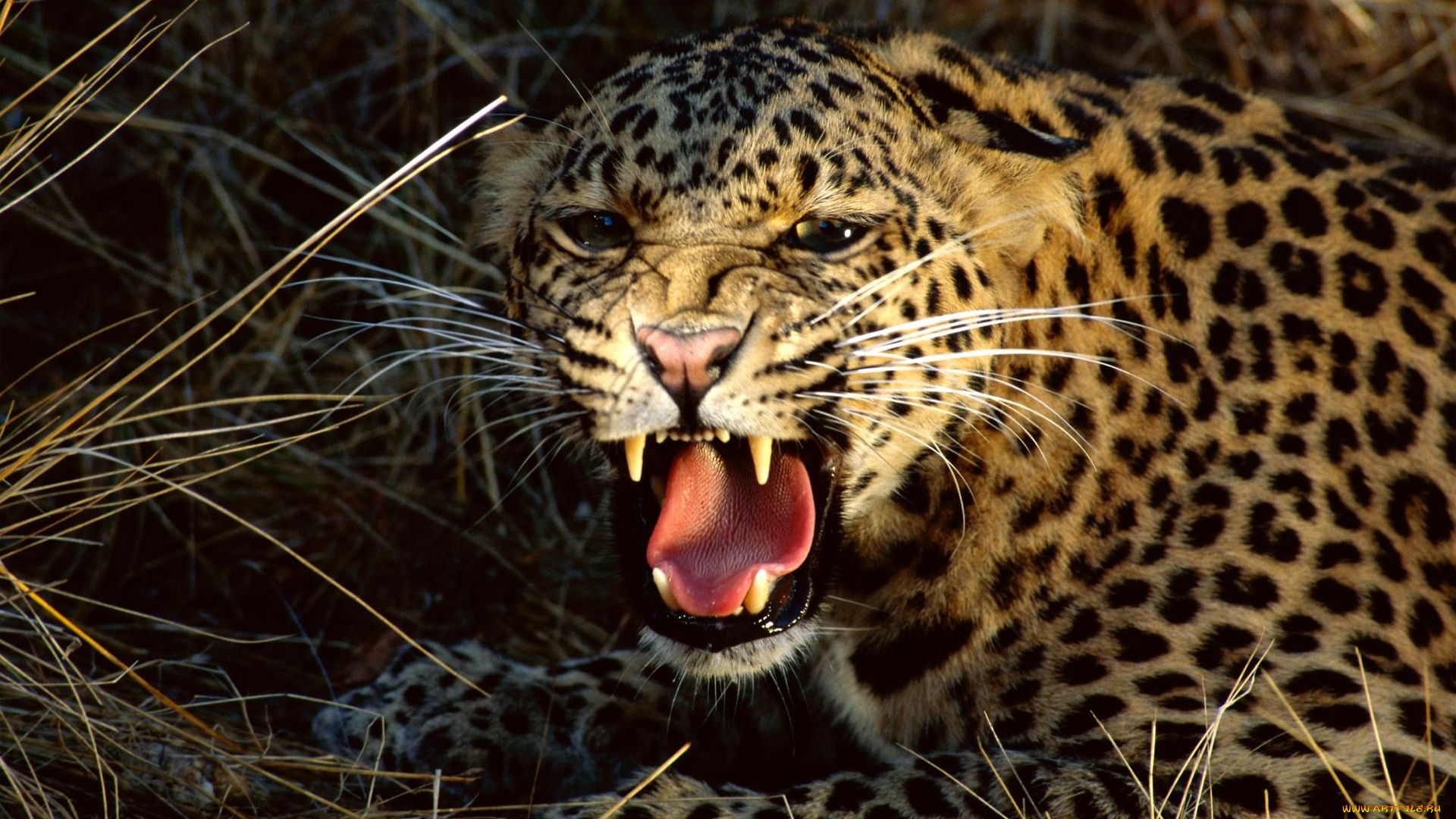 животные, леопарды