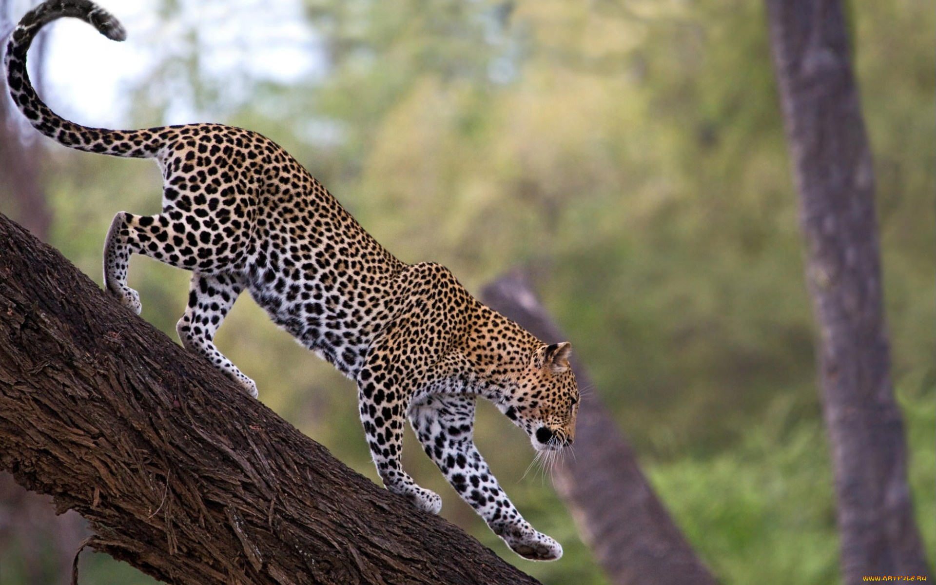 african, leopard, samburu, national, reserve, kenya, животные, леопарды