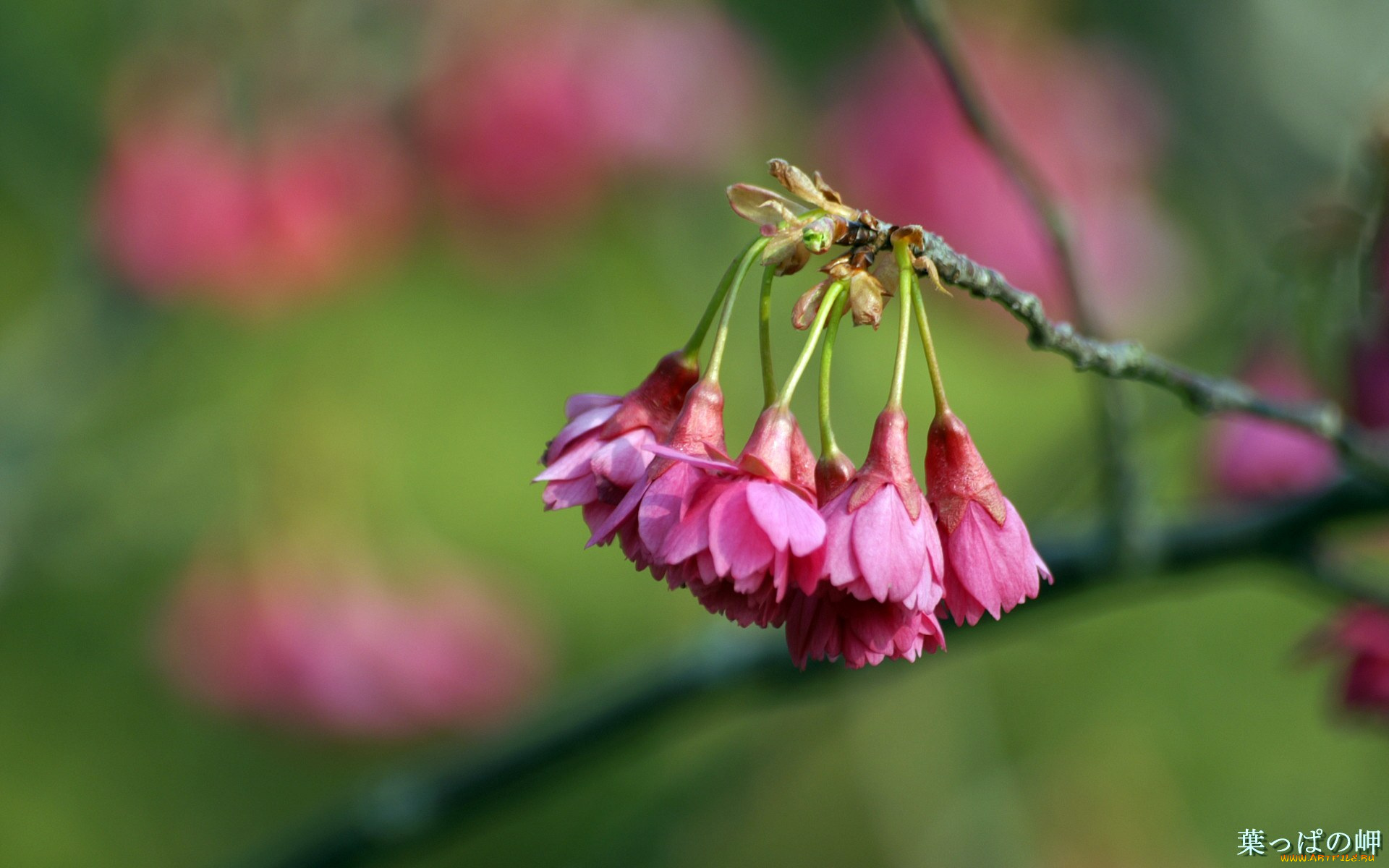 цветы, цветущие, деревья, кустарники
