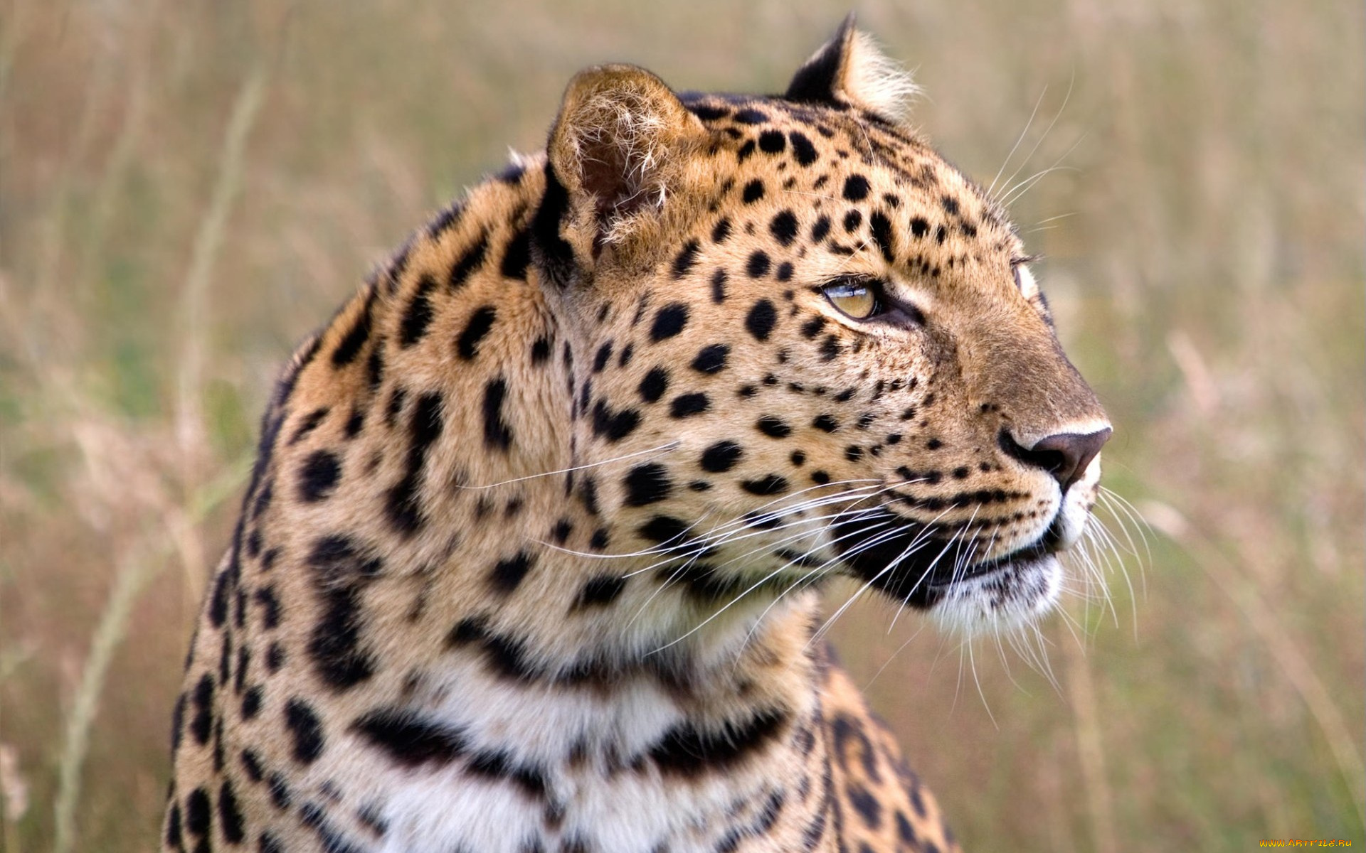 male, amur, leopard, wildlife, heritage, foundation, united, kingdom, животные, леопарды