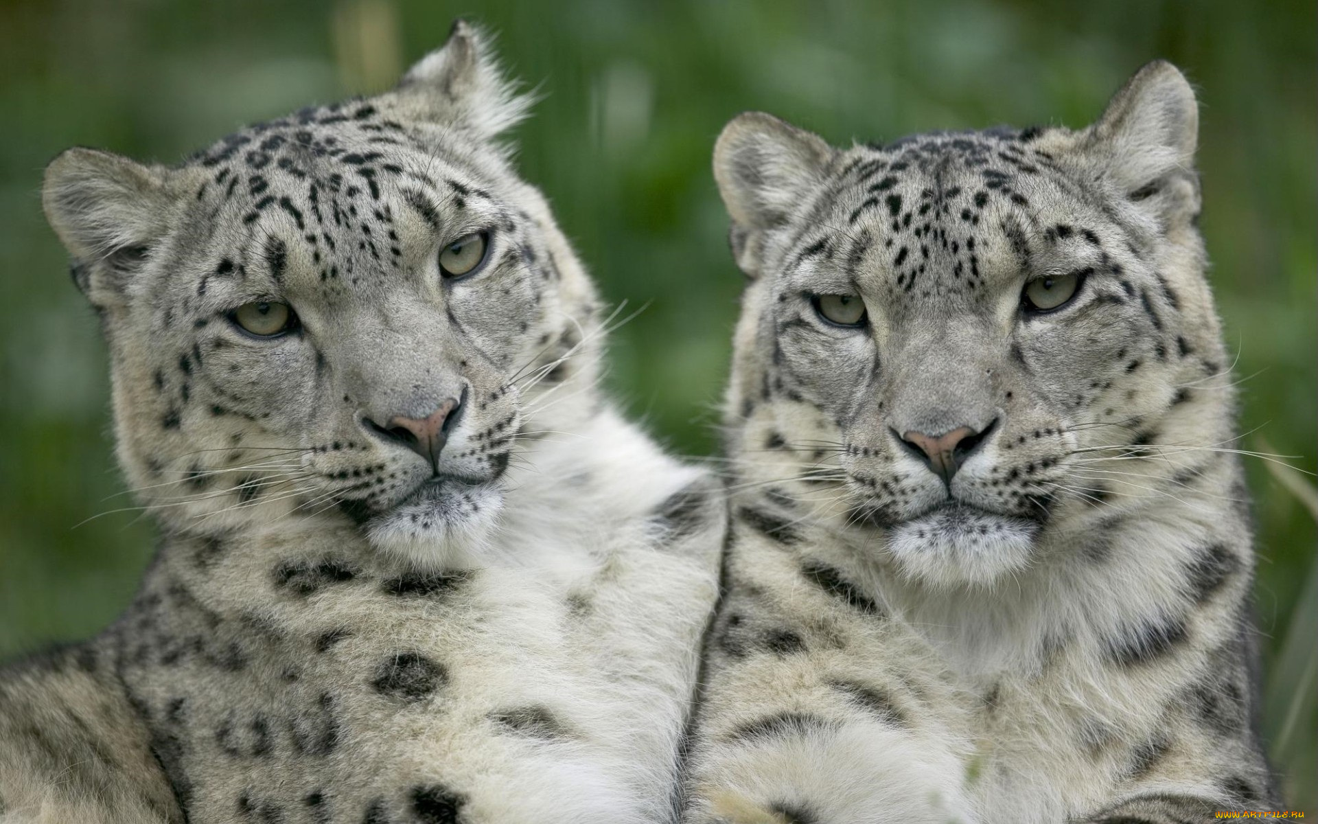 snow, leopard, pair, животные, снежный, барс, ирбис