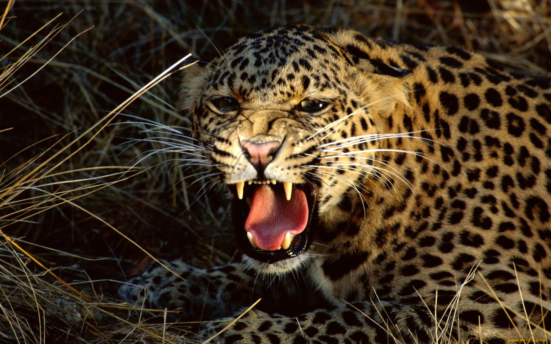 животные, леопарды