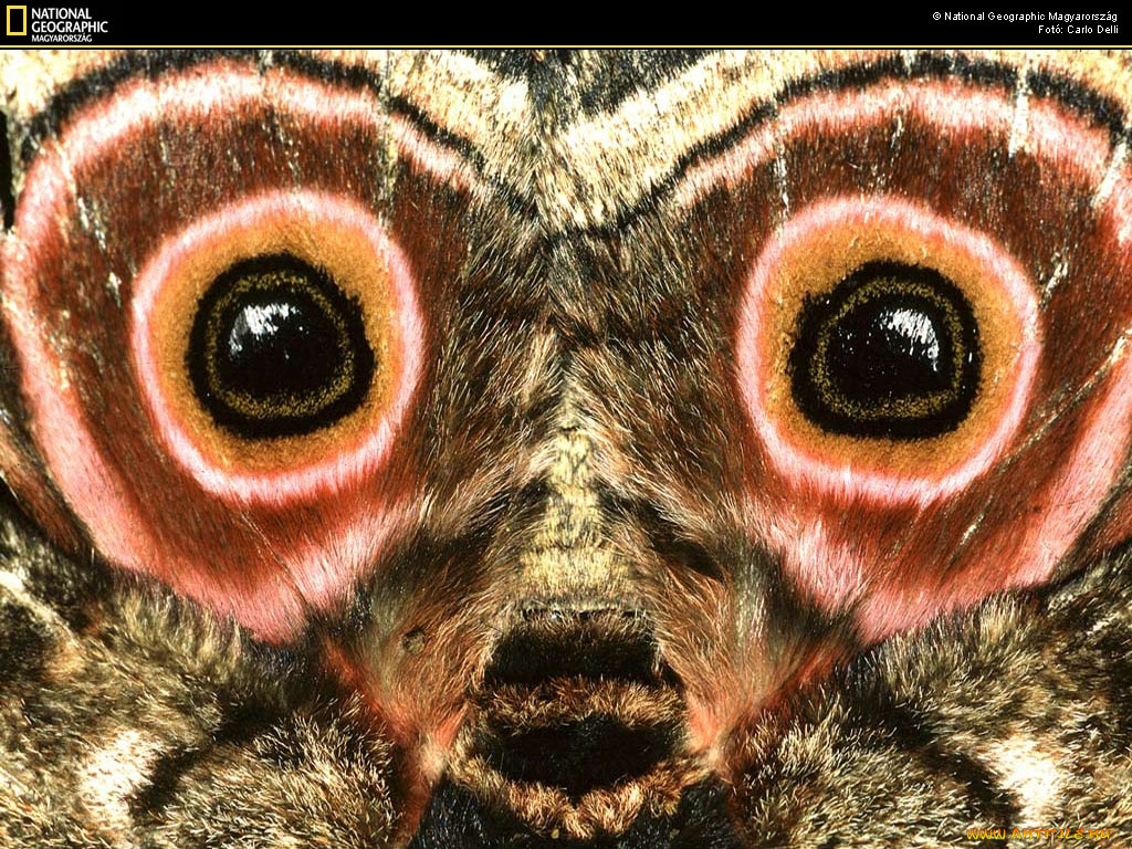 животные, бабочки