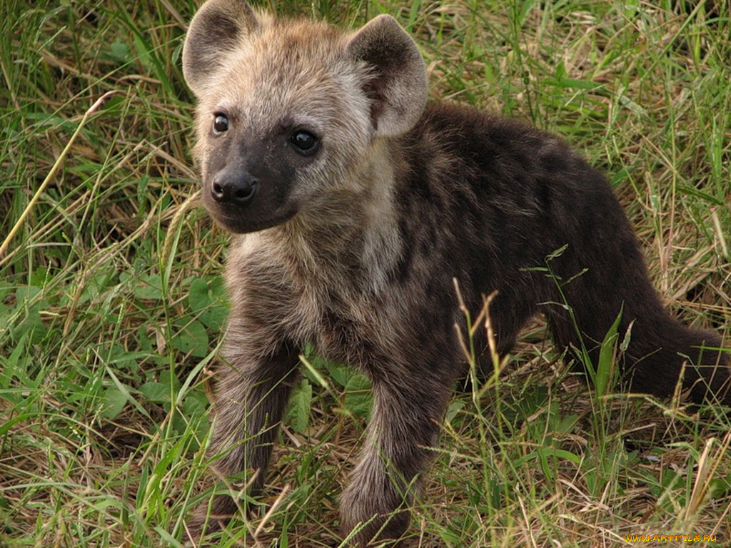 животные, гиены, гиеновые, собаки