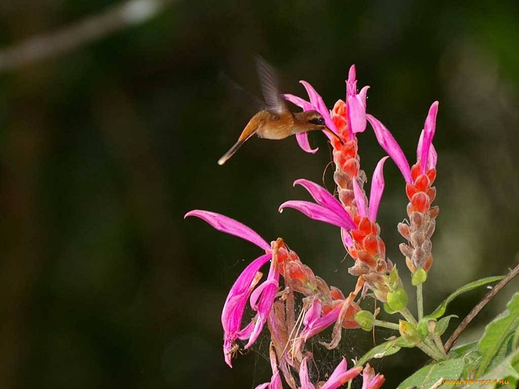 животные, колибри