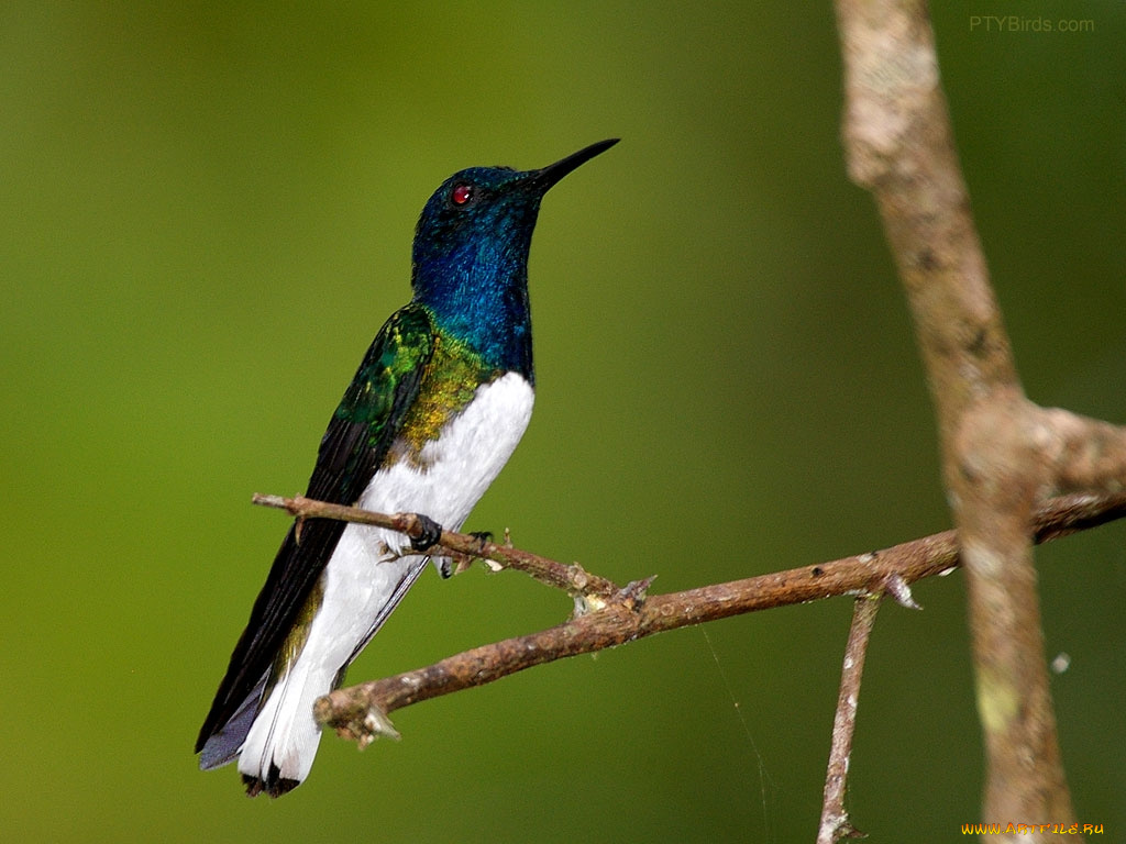 животные, колибри