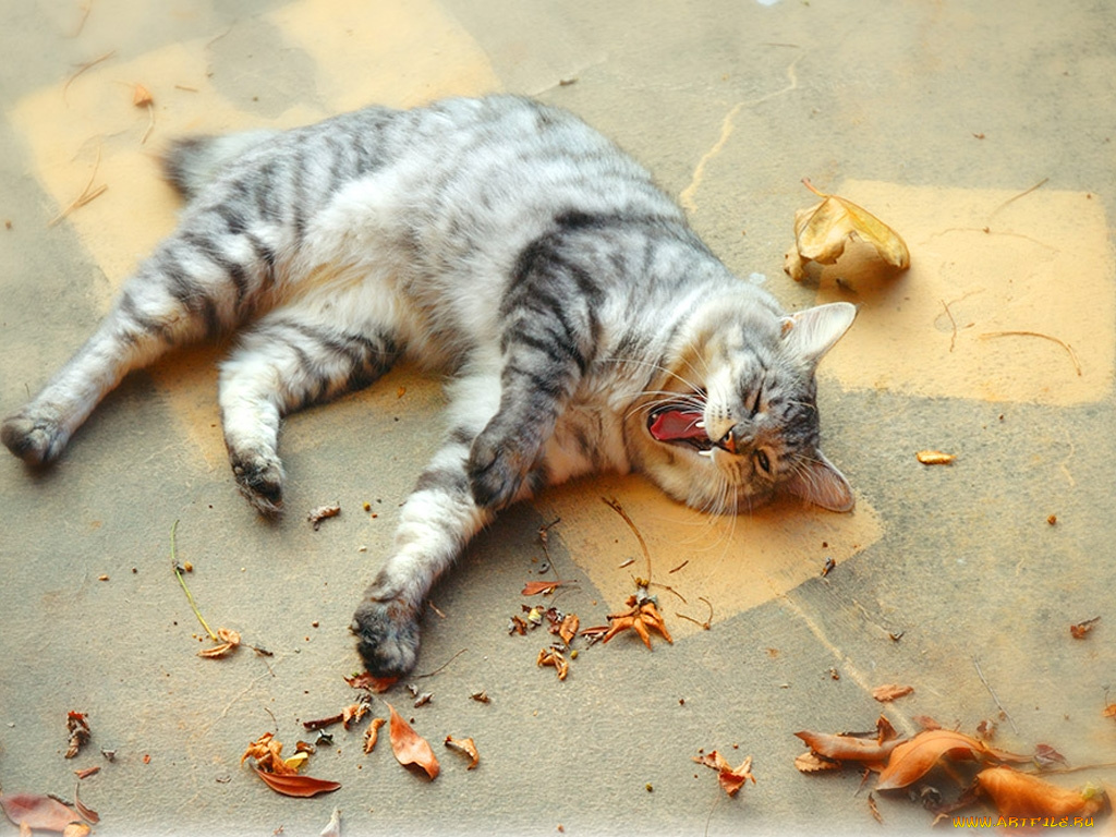 животные, коты