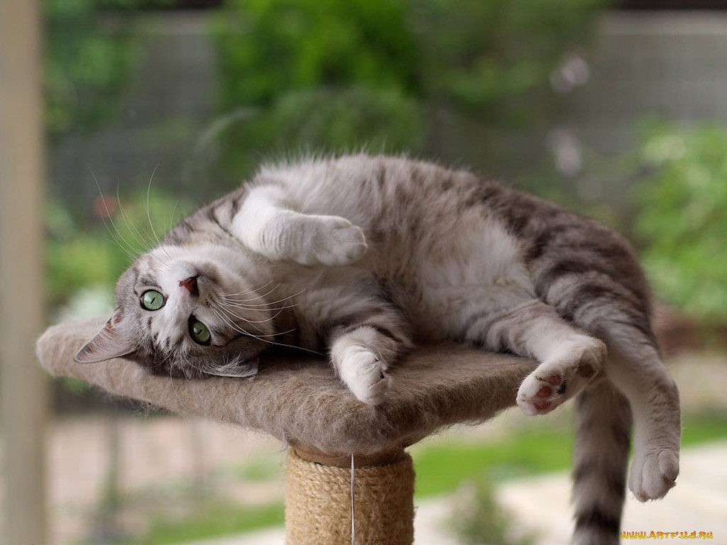 животные, коты