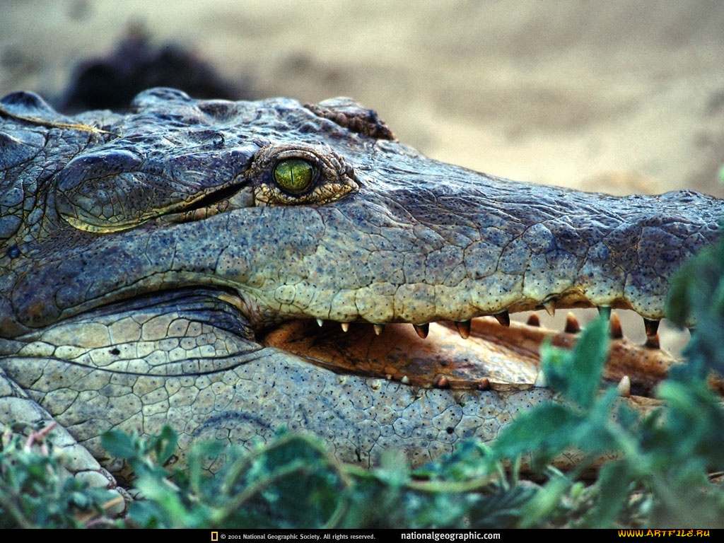 животные, крокодилы