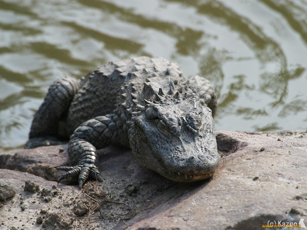 животные, крокодилы
