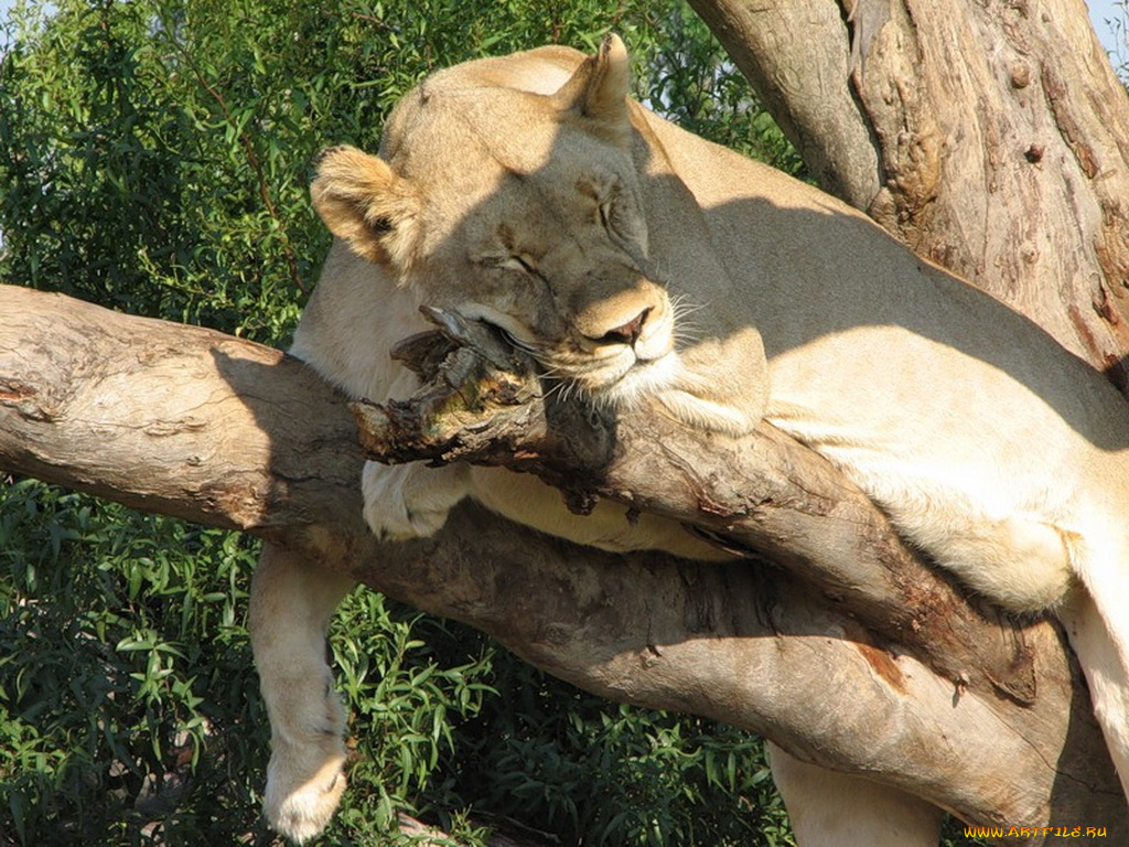животные, львы