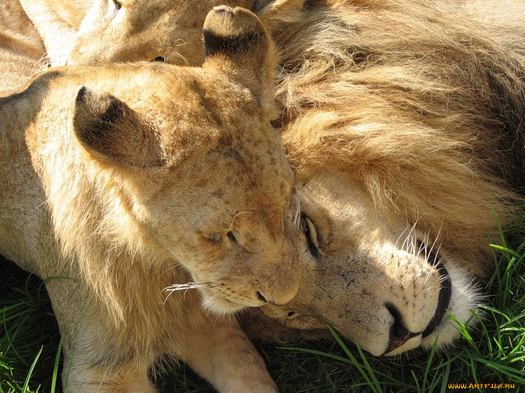 животные, львы