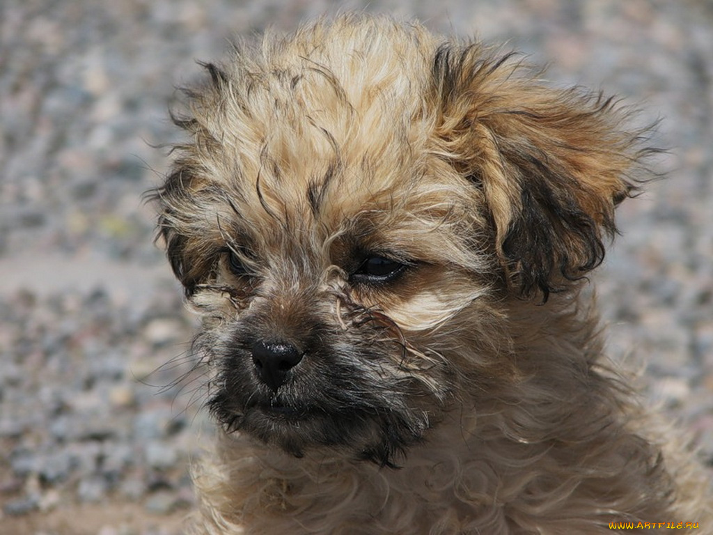 животные, собаки