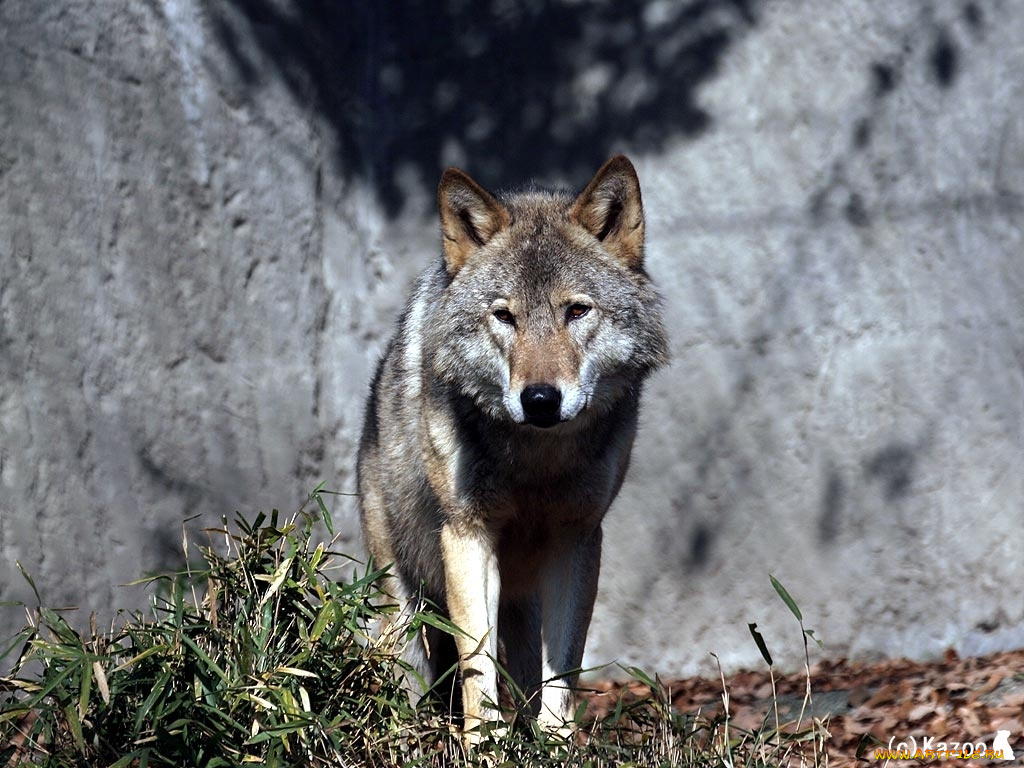 животные, волки