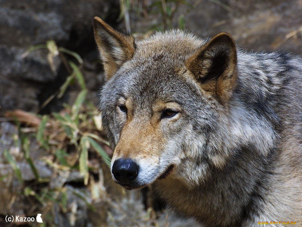 животные, волки