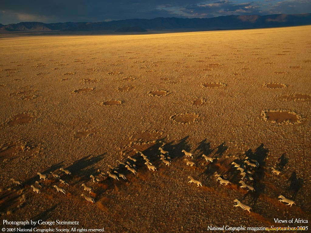 животные, зебры