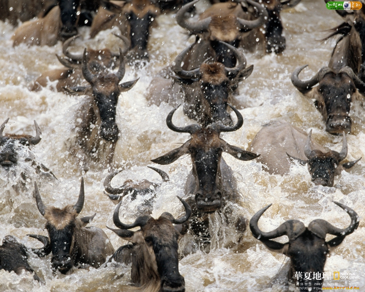 животные, антилопы