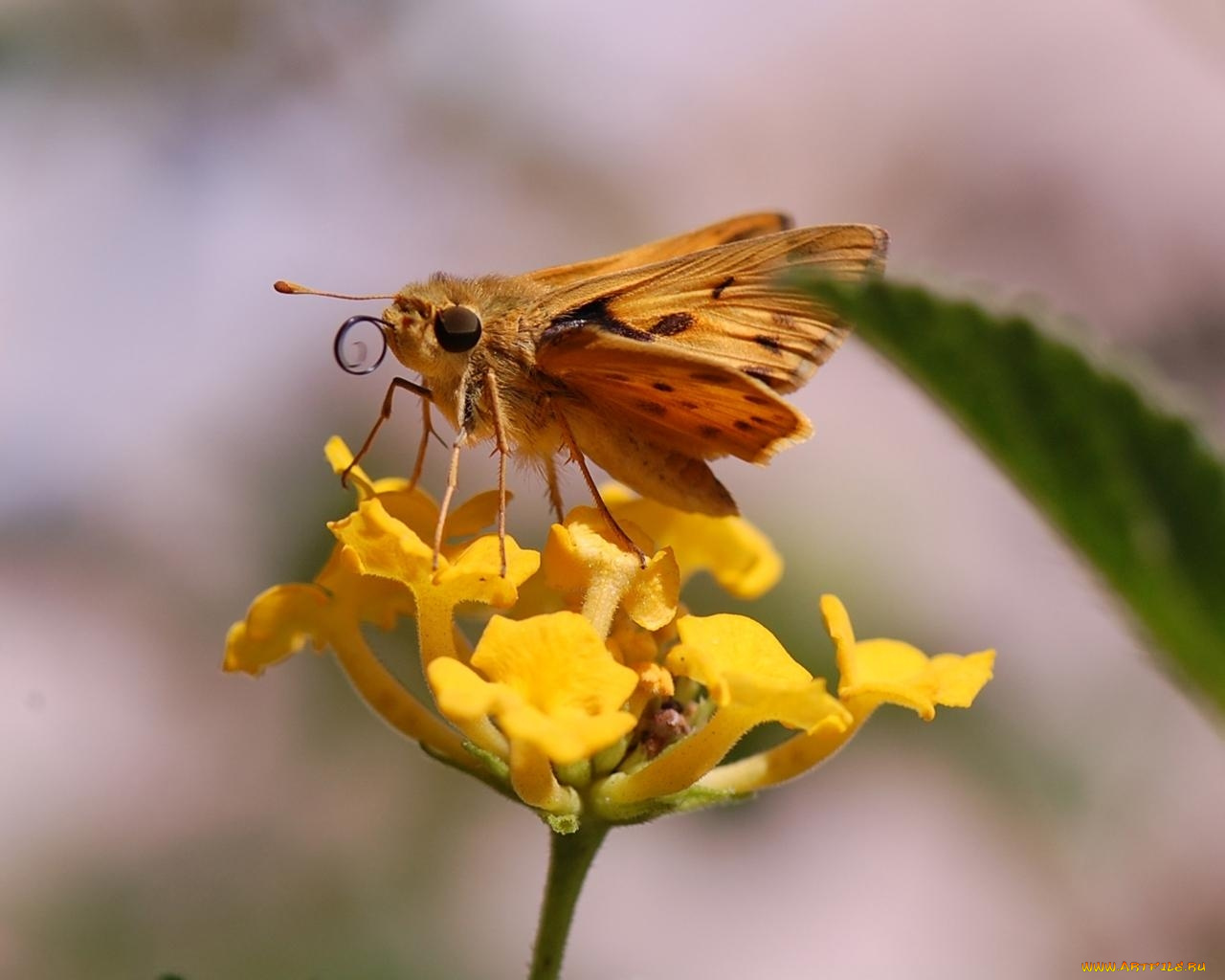 животные, бабочки