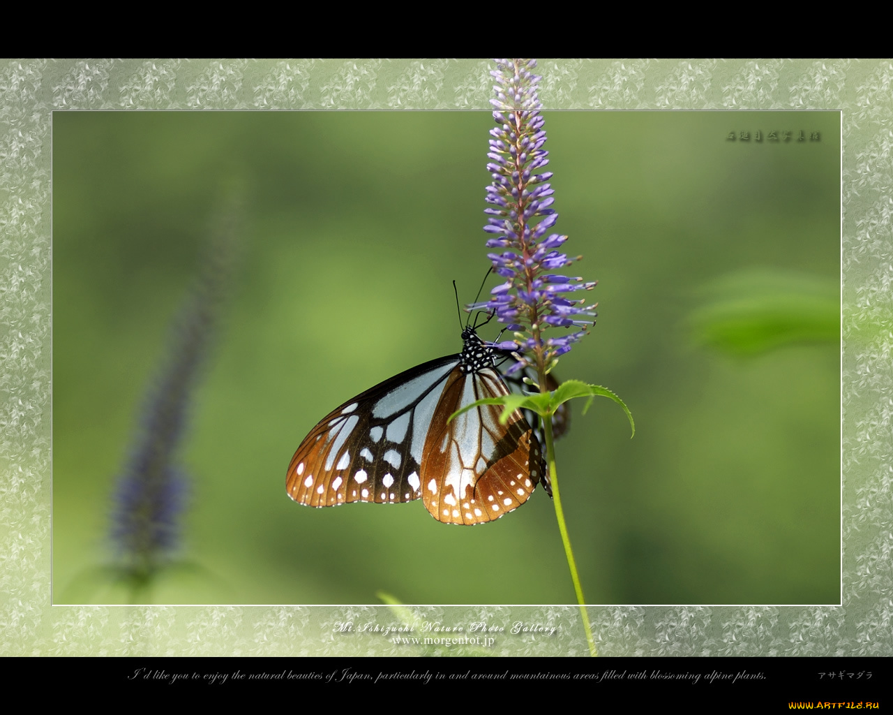 животные, бабочки