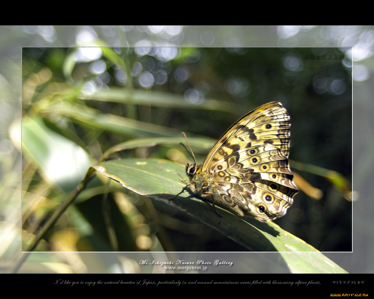 животные, бабочки