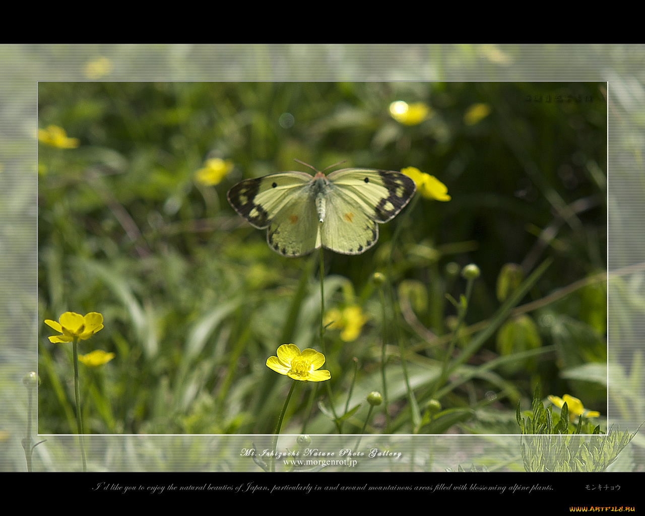 животные, бабочки
