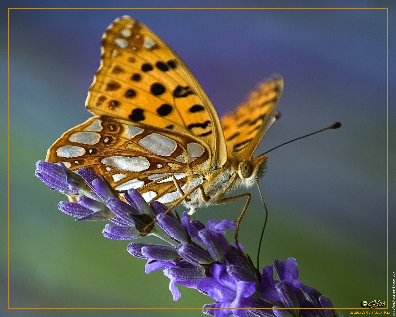 животные, бабочки