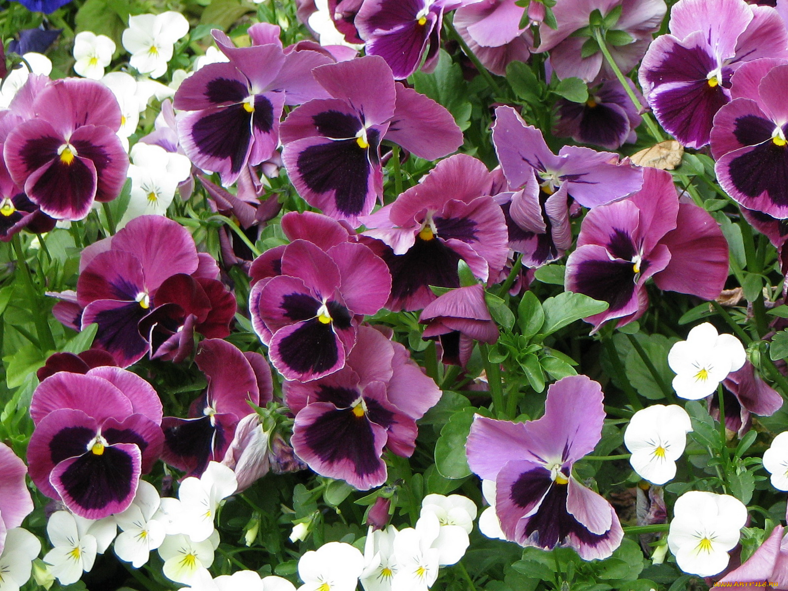 цветы, анютины, глазки, садовые, фиалки