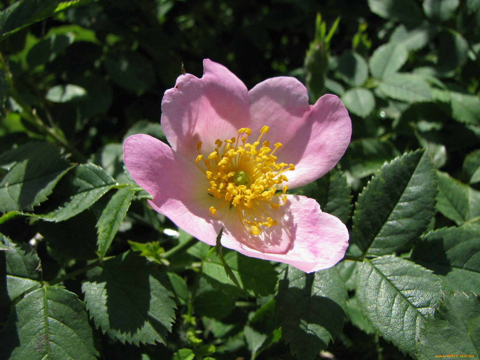 цветы, шиповник