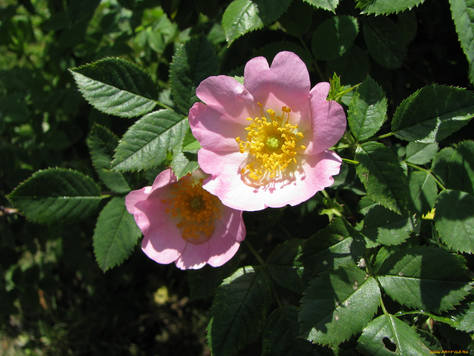 цветы, шиповник