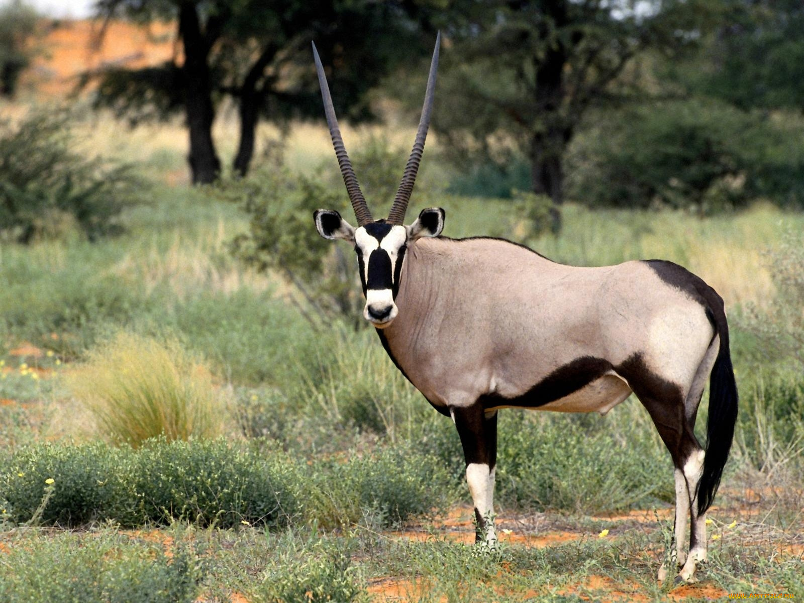 животные, антилопы