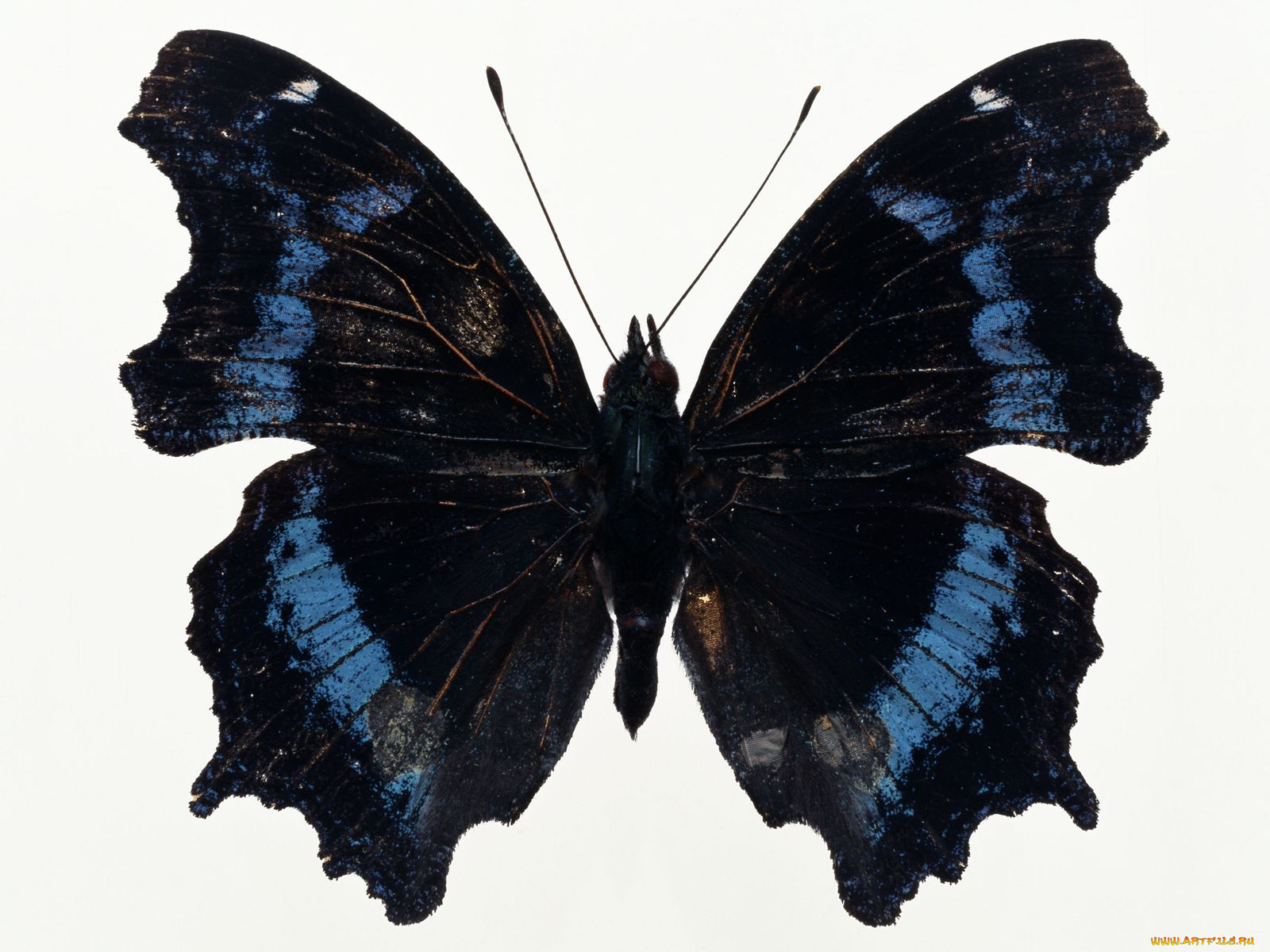 животные, бабочки