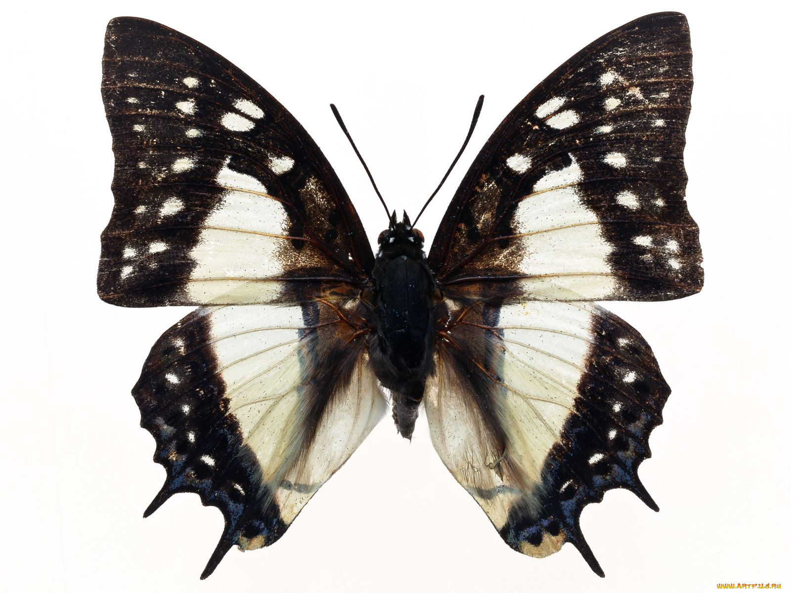 животные, бабочки