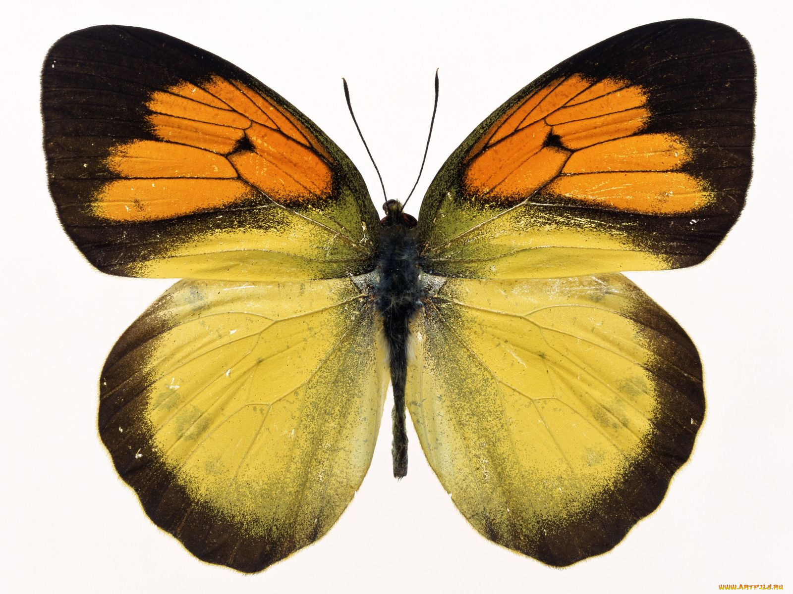 животные, бабочки