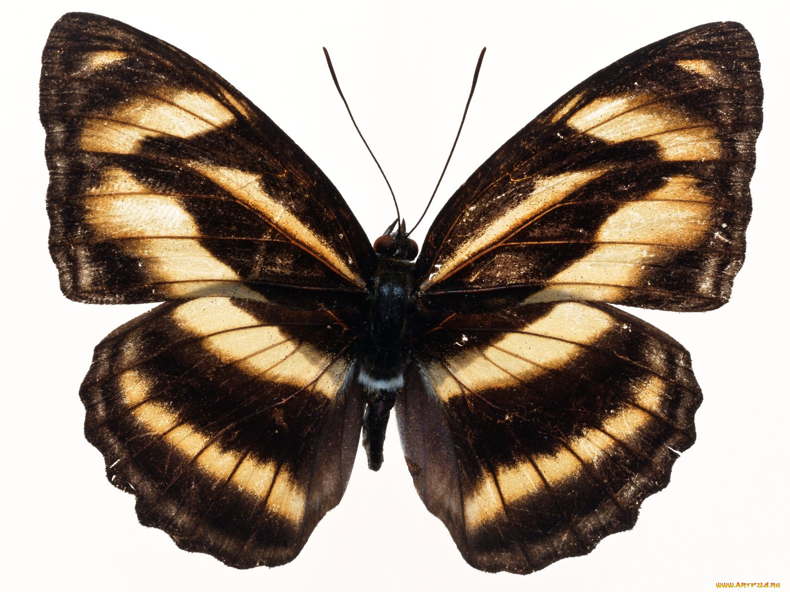 животные, бабочки