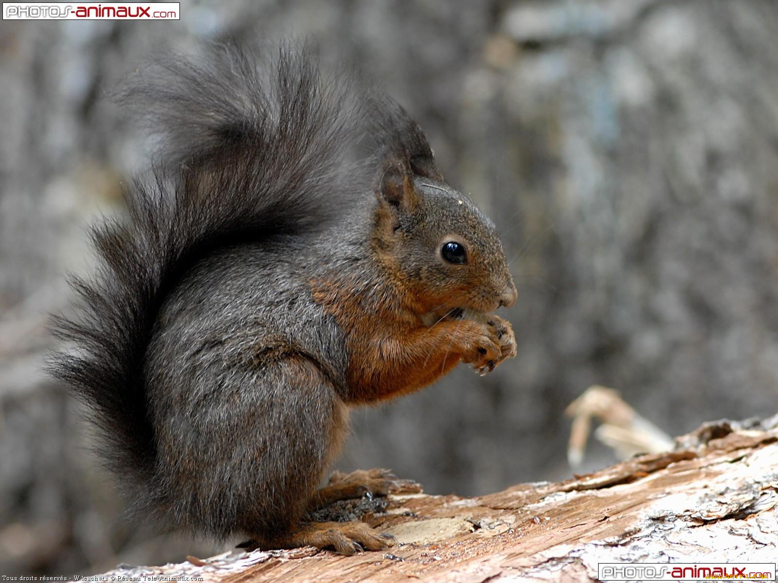 животные, белки