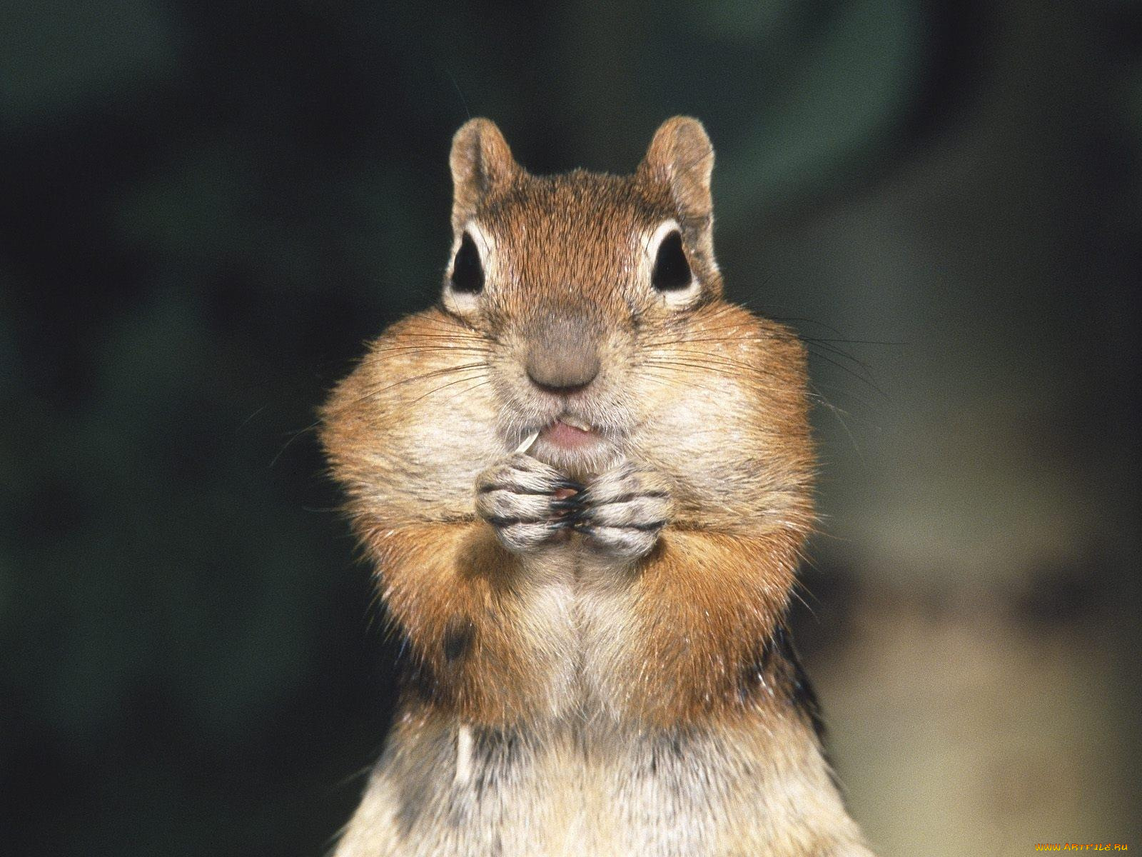 животные, бурундуки