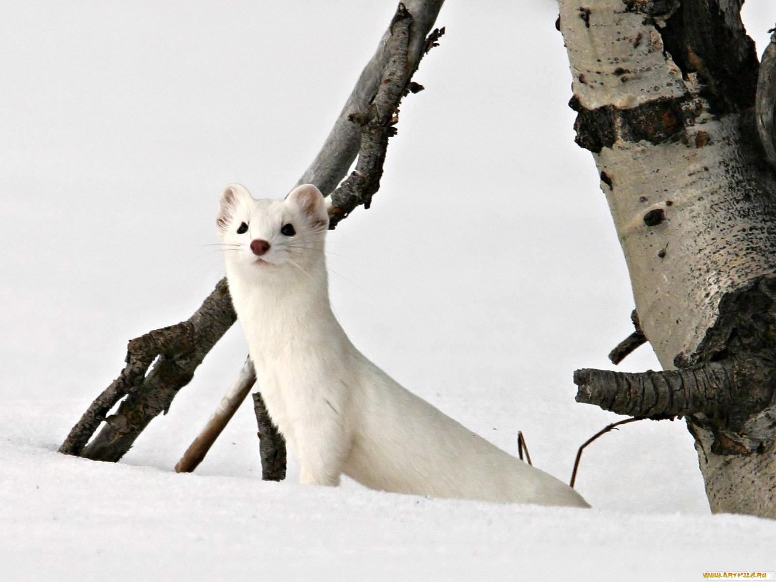 животные, хорьки, ласки, соболи, горностаи, куницы