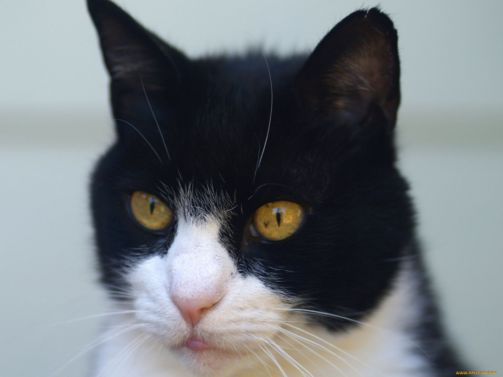 животные, коты