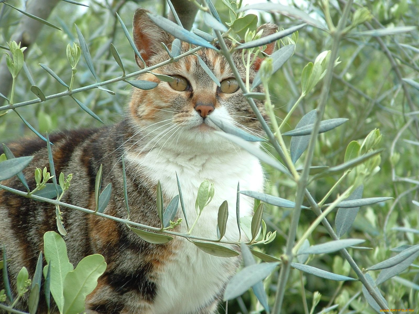 животные, коты