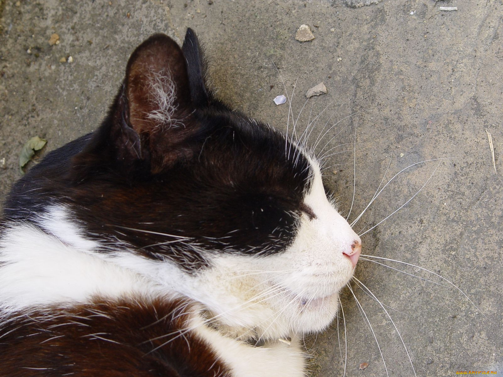 животные, коты