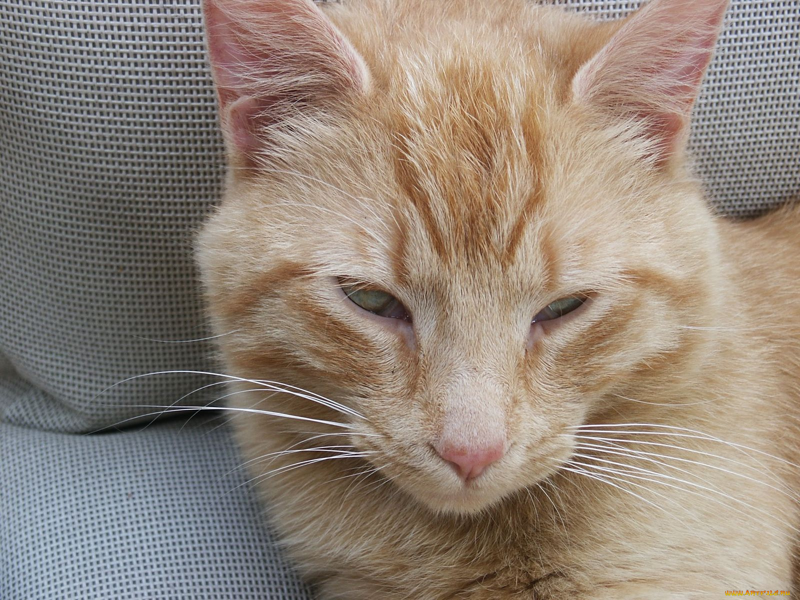 животные, коты