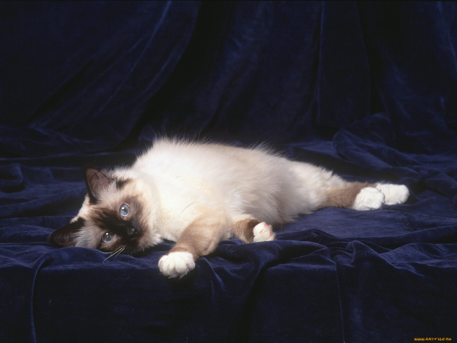 животные, коты