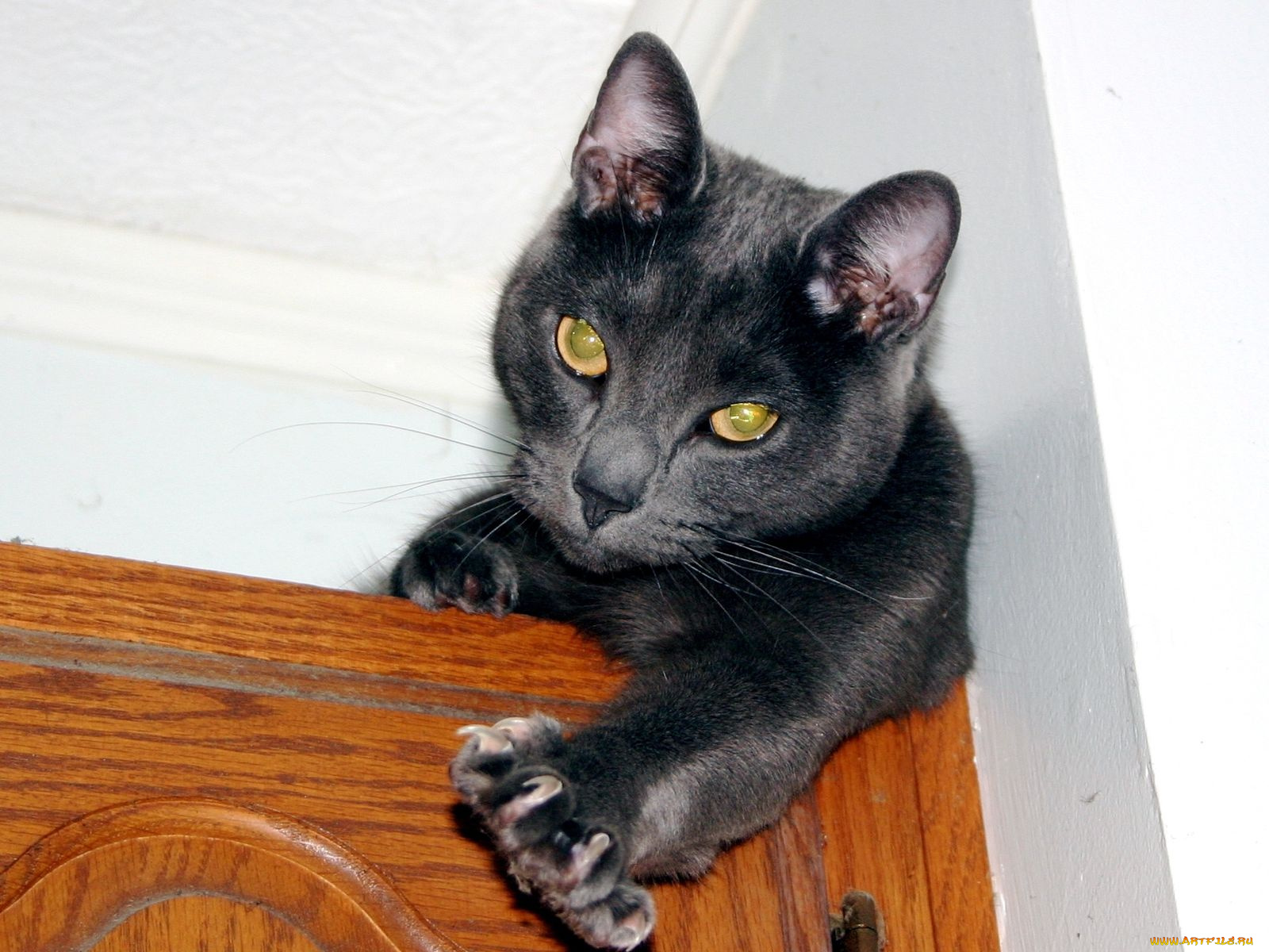 животные, коты