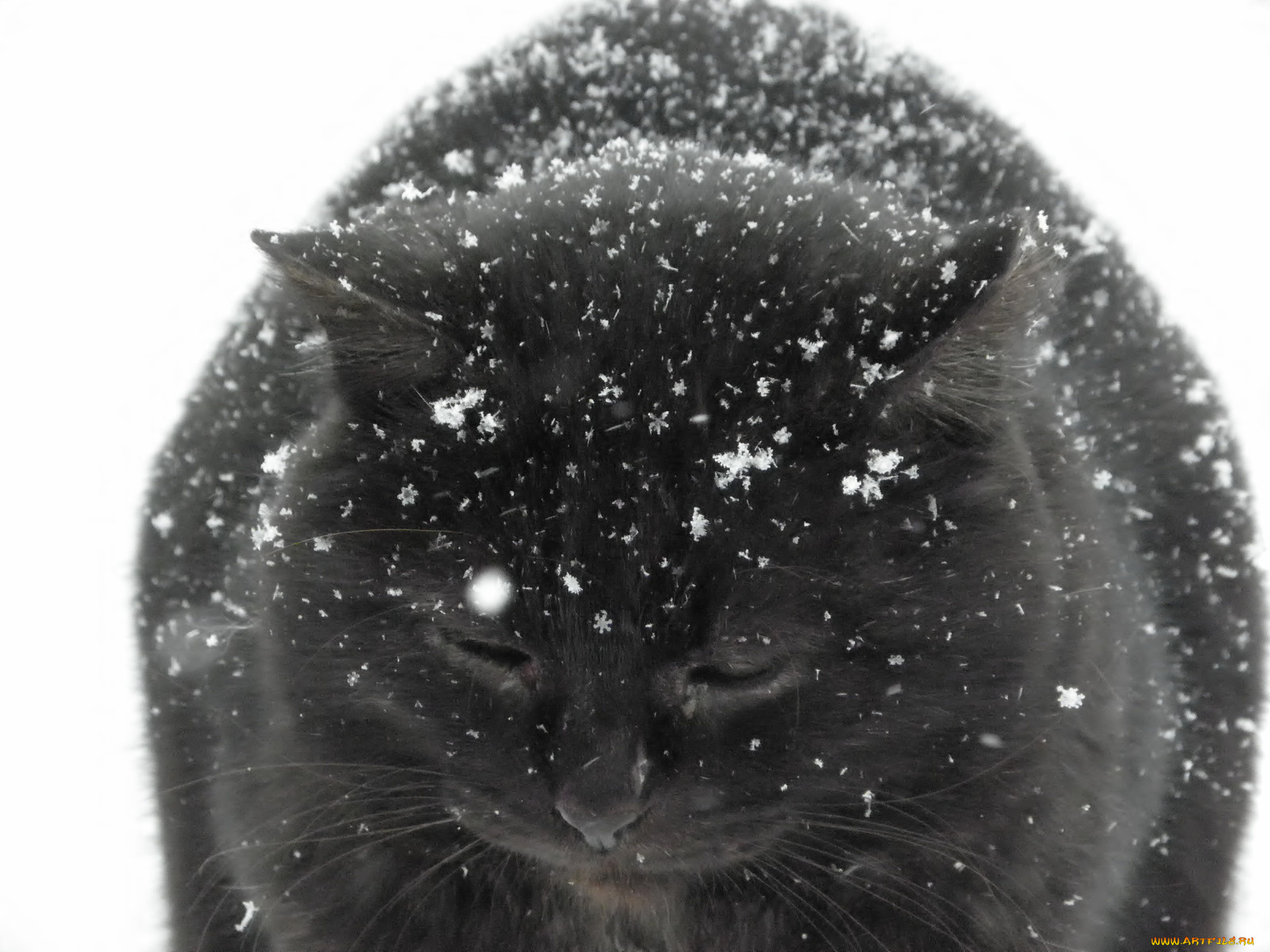 животные, коты