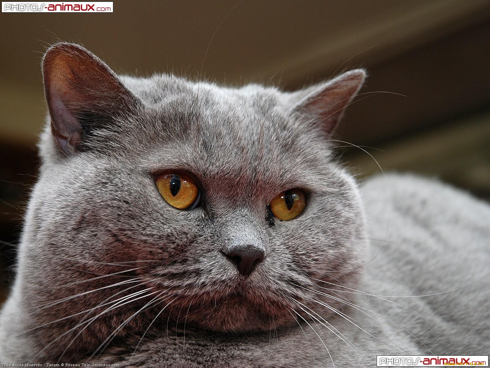 животные, коты