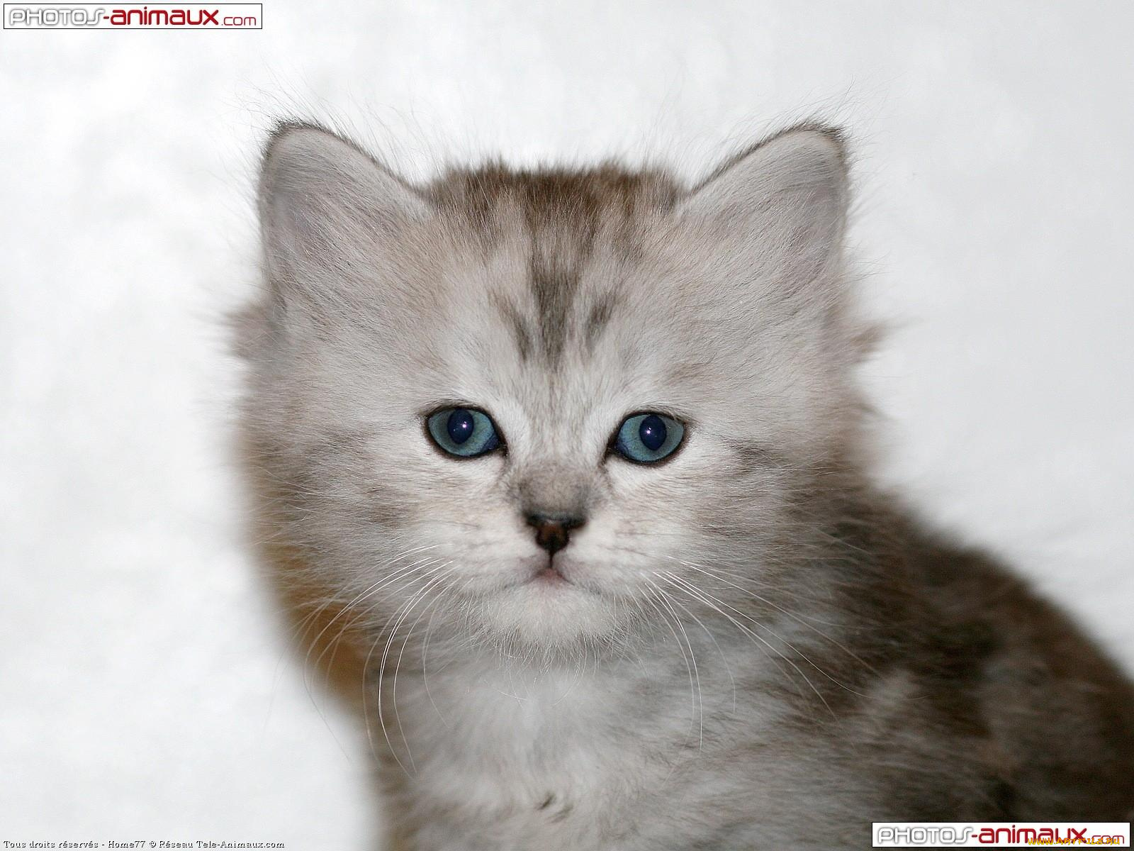 животные, коты