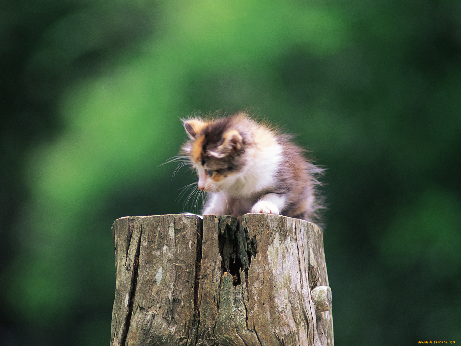 животные, коты