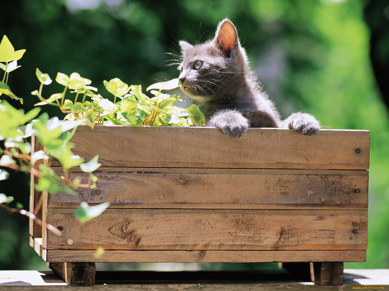 животные, коты